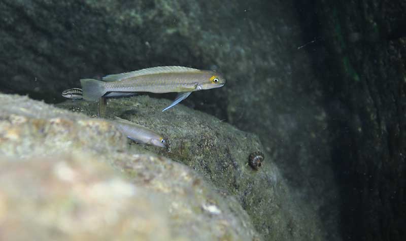 Telmatochromis vittatus 'Kekese'